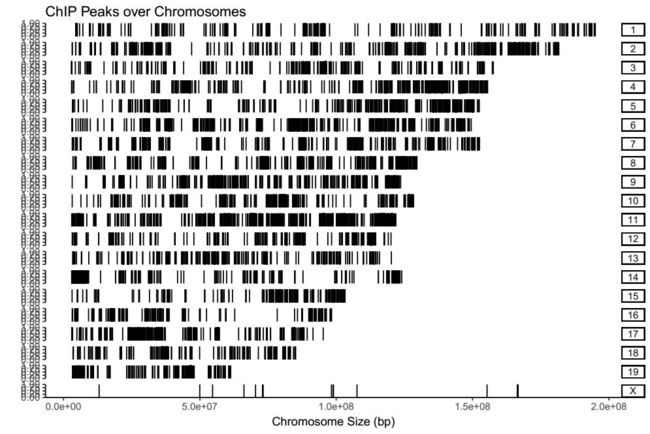 学员分享-Chip-seq 实战分析流程_第12张图片