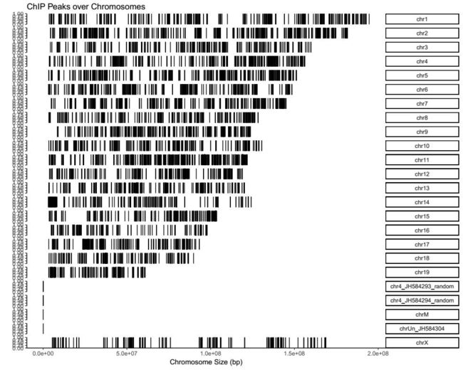 学员分享-Chip-seq 实战分析流程_第9张图片