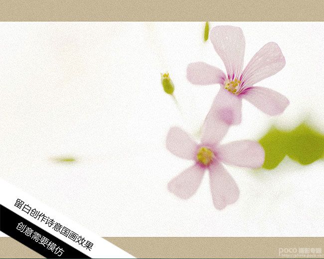 创意花卉摄影技巧实例教程_第10张图片