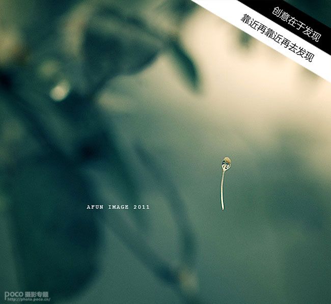 创意花卉摄影技巧实例教程_第4张图片
