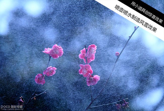 创意花卉摄影技巧实例教程_第6张图片