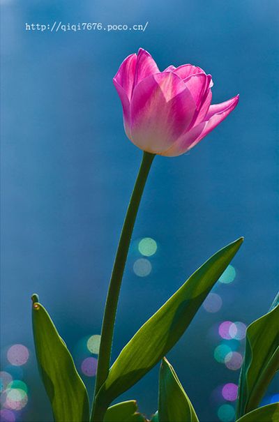 创意花卉摄影技巧实例教程_第9张图片