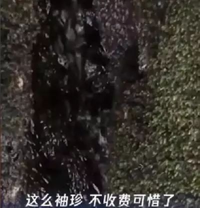 坑了几亿人!中国最“牛”智商税,该管管了_第11张图片