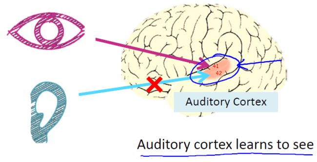 听觉皮层实验-我爱公开课-52opencourse.com