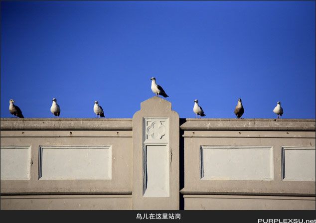 渔人码头附近到处都是海鸥