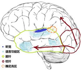 大脑处理流程示意图