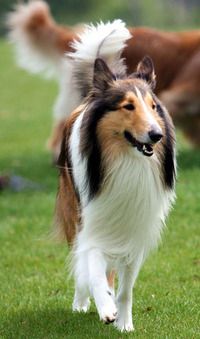 Rough Collie