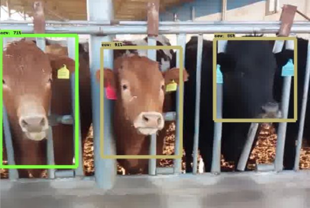 Cattle Counting