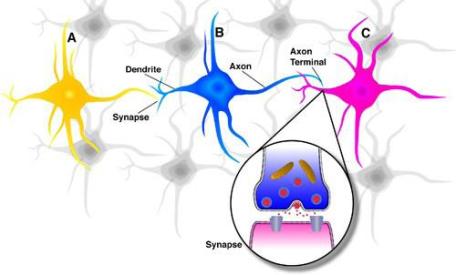 brain_neural_net