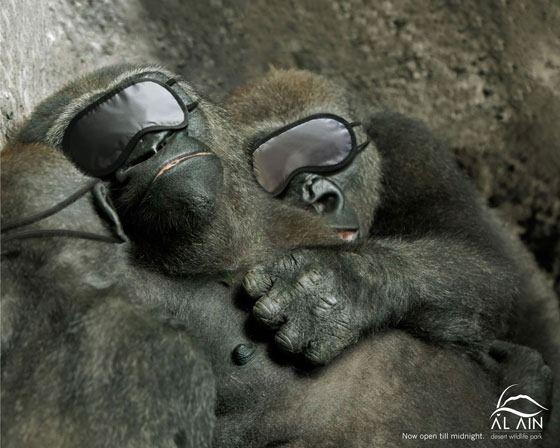 Sleeping-Gorillas-o