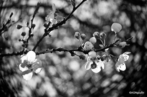 black and white bokeh