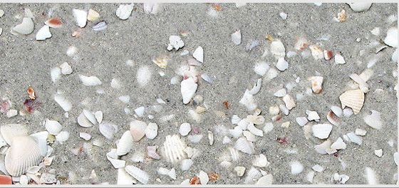 Sand and Seashell Textures