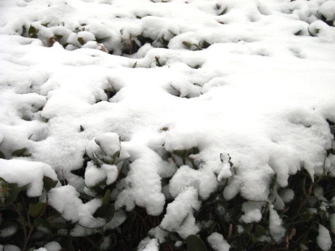 《雪》