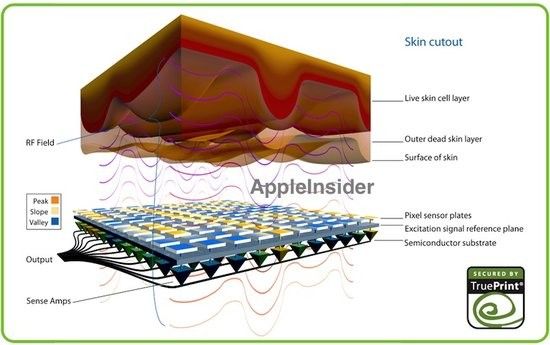 [置顶] iPhone 5S及iWatch或将采用指纹验证技术