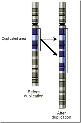 CNV_demo_picture_Gene_duplication