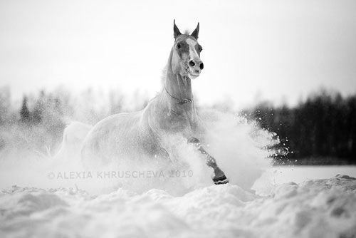 black and white Snow-moon