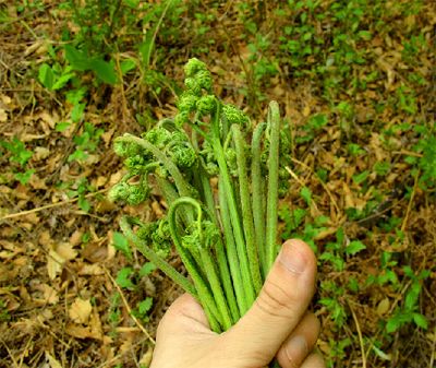 纯天然的野菜居然会致癌？