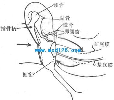 听觉器官的科谱知识